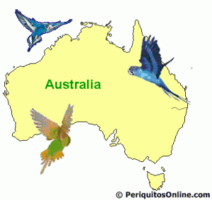 australia origen del periquito