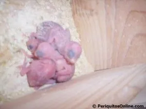 nacimiento crias periquito cria de periquitos