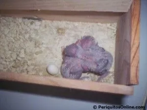 nacimiento crias periquito 2 cria de periquitos