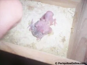 nacimiento crias periquito 3 periquitosonline