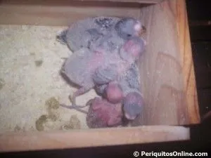 nacimiento crias periquito 6 periquitosonline