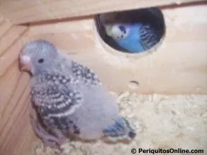 nacimiento crias periquito 7 cria de periquitos