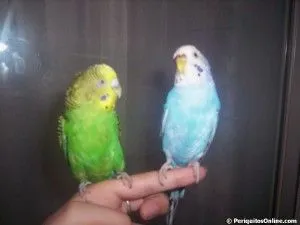 Adiestrar y domesticar