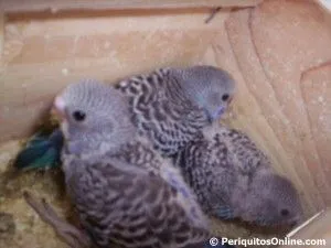 nacimiento crias periquito 8 cria de periquitos
