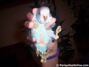 Higiene y limpieza periquito