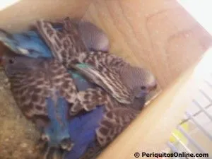 nacimiento crias periquito 9 cria de periquitos