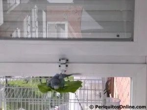 periquito lechuga