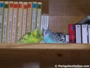 periquitos limpiandose