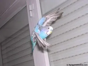 Vuelo periquito
