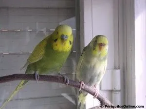pareja periquitos cria de periquitos