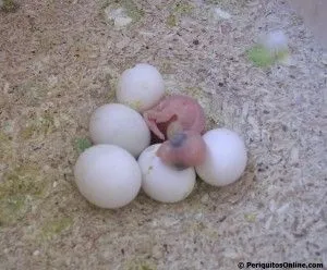 Problemas o percances durante la cria de periquitos australianos