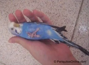 periquito australiano