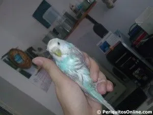 periquito baño