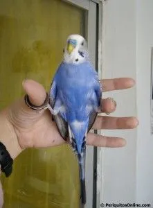 periquito adiestrado