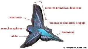 clases de plumas