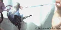 Trucos y Juegos periquito Trucos y Juegos periquito