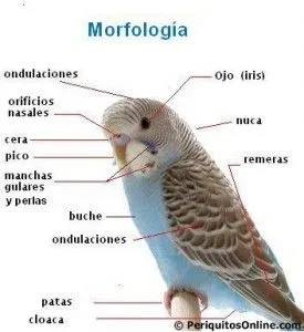 Morfología de un periquito