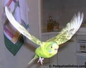 Vuelo periquito 2