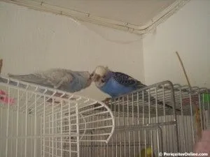 periquitos limpiandose