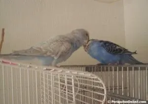 periquitos limpiandose 2