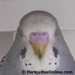 cereo periquito macho