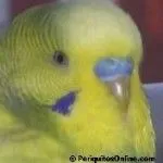 cereo periquito macho adulto
