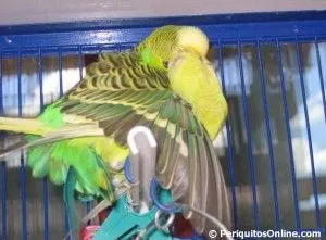 apareamiento y reproduccion periquitos