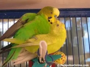 apareamiento y reproduccion periquitos