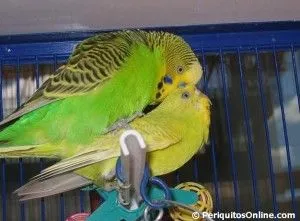 apareamiento y reproduccion periquitos