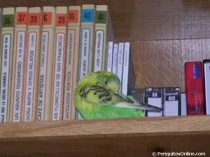 periquito dormido