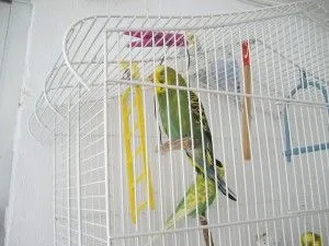 periquito bostezando