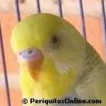 cereo periquito problemas hormonales 