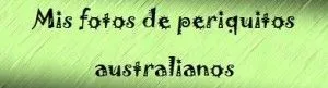 fotos de periquitos