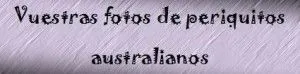 fotos de periquitos