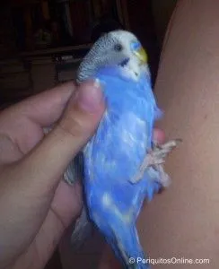 periquito australiano