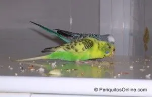 fotos periquitos comiendo