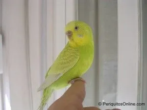 periquito