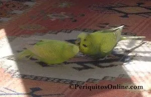 fotos pareja periquitos
