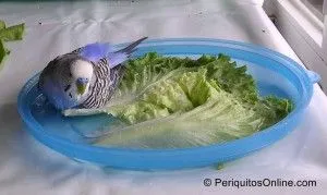 fotos periquitos comiendo