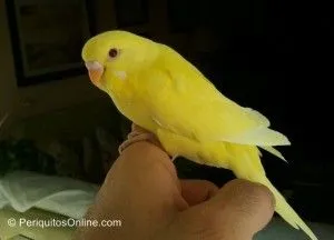 periquitos posando