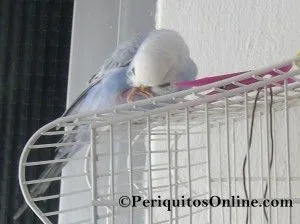 fotos periquitos australianos
