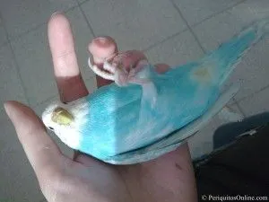 periquito australiano