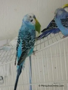 periquitos posando
