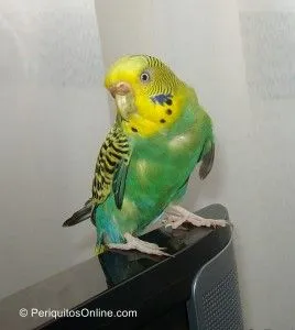periquitos posando