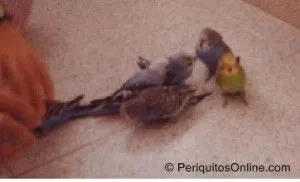 crias periquitos australianos