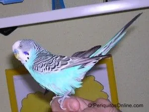 periquitos posando