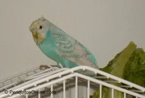 baño periquitos