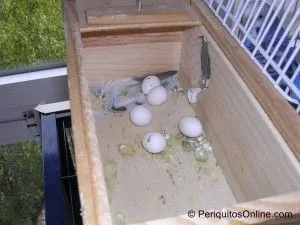 5 huevos DSCN6120