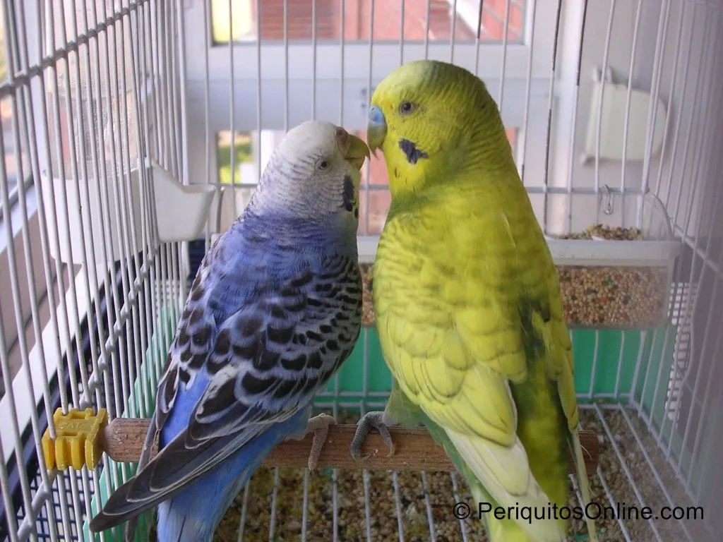 pareja periquitos australianos