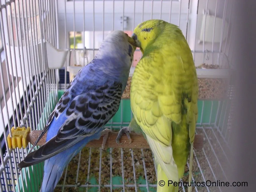 pareja periquitos australianos